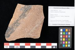 Foto (Objekt + Etikett) von Quercus palaeoilex Ettingshausen (NHMW-GEO-2024-0188-0760)
